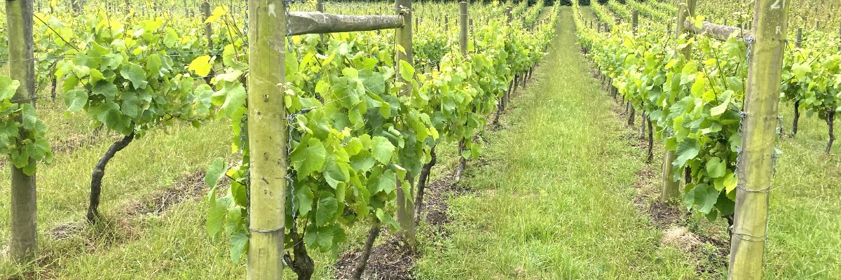 Vineyard Tours