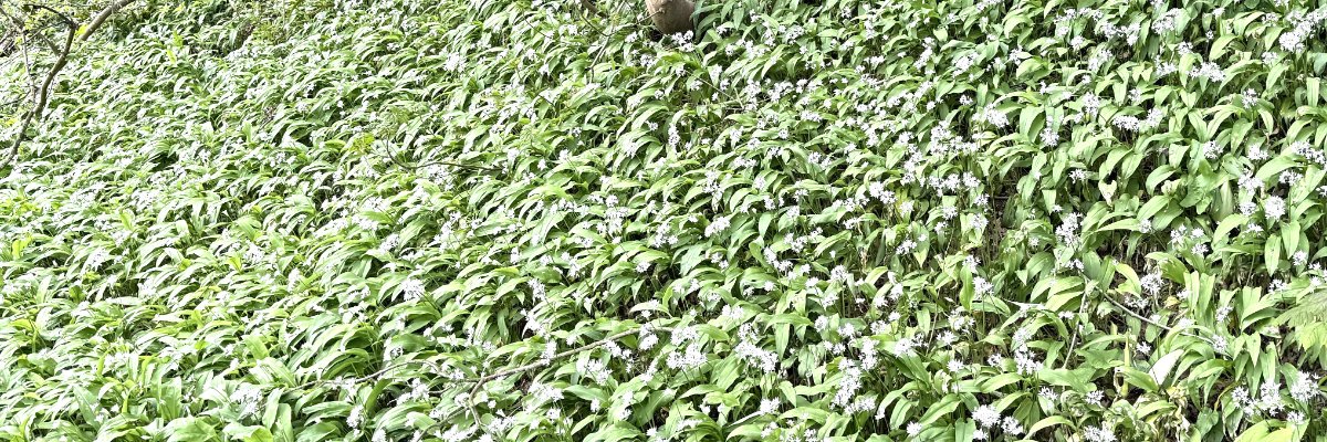 Foraging Courses